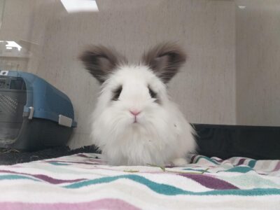 królik :)