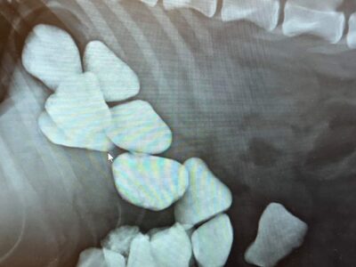 gastric foreign body in lateral